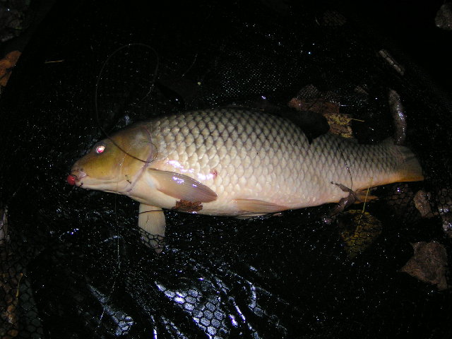 PICT0041.JPG