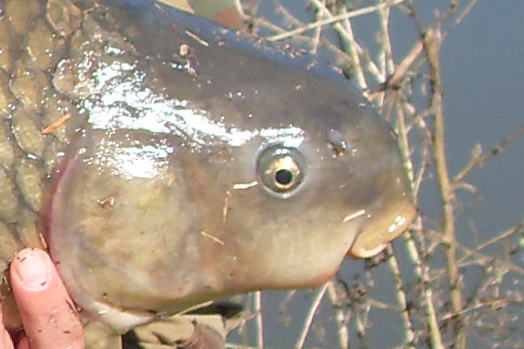 SDC12496.JPG