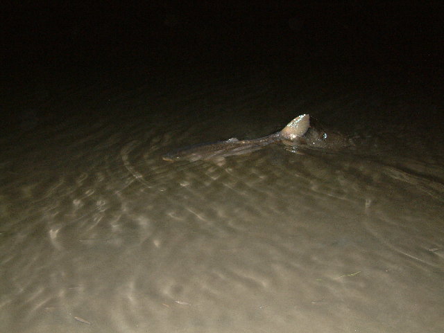 DSCF0052.JPG