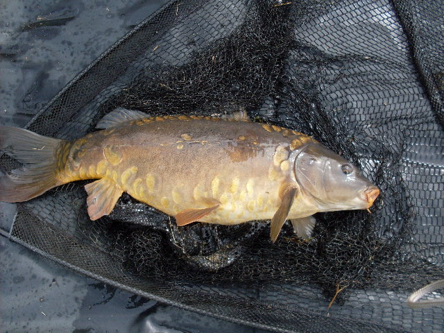 SDC11363.JPG