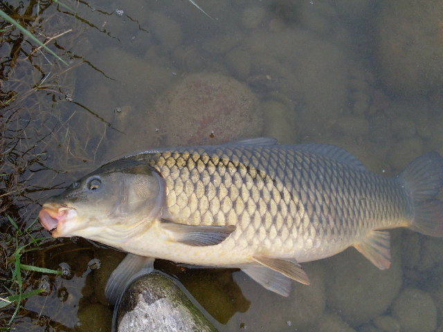 SDC11367.JPG