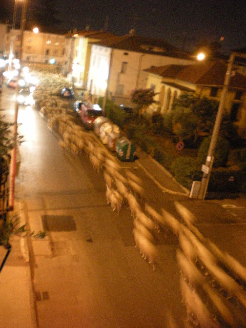 pecore in città 2009 005.JPG