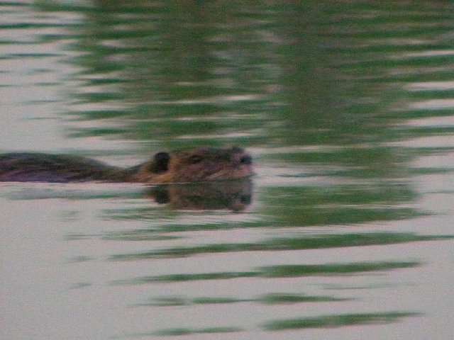 DSCN4108.JPG