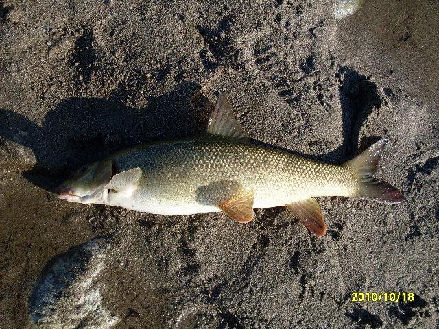 SDC10610.JPG