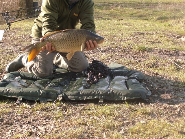 carpa senza testa.JPG