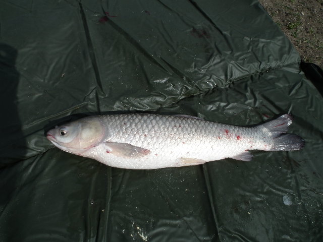 DSCF0297.JPG