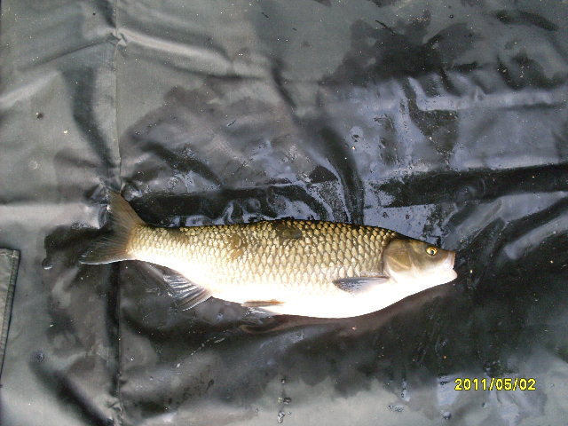 SDC10683.JPG