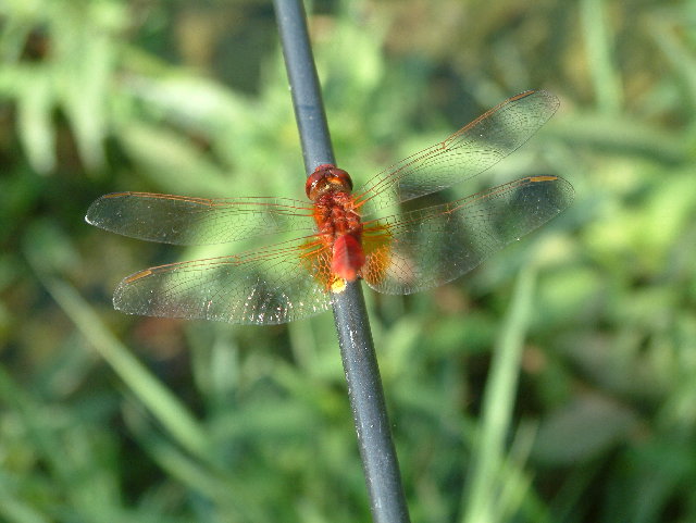DSCF0028.JPG