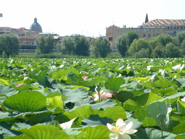DSCF0074.JPG